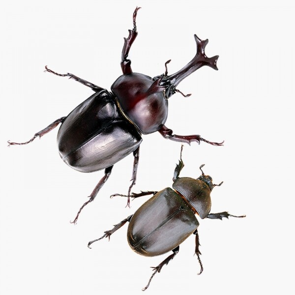 장수풍뎅이 1쌍 수컷+암컷  (크기선택가능) - 곤충아카데미