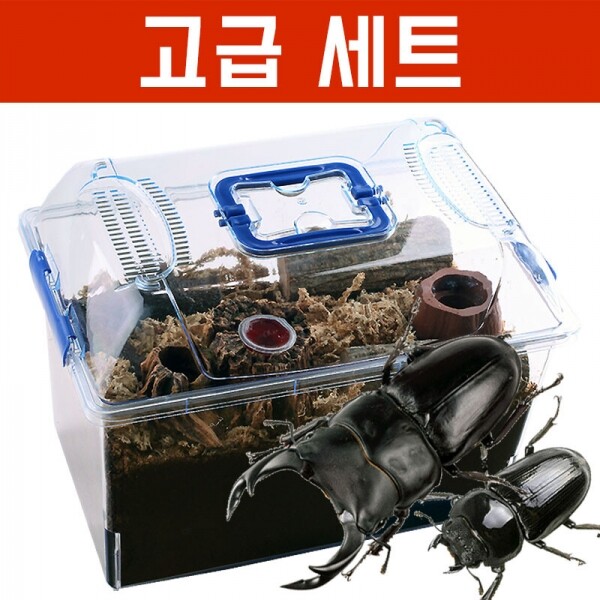 곤충아카데미,왕사슴벌레세트(77~78mm+46~48mm)