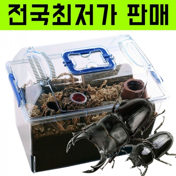 곤충아카데미,왕사슴벌레세트 (73~74mm+45~46mm)