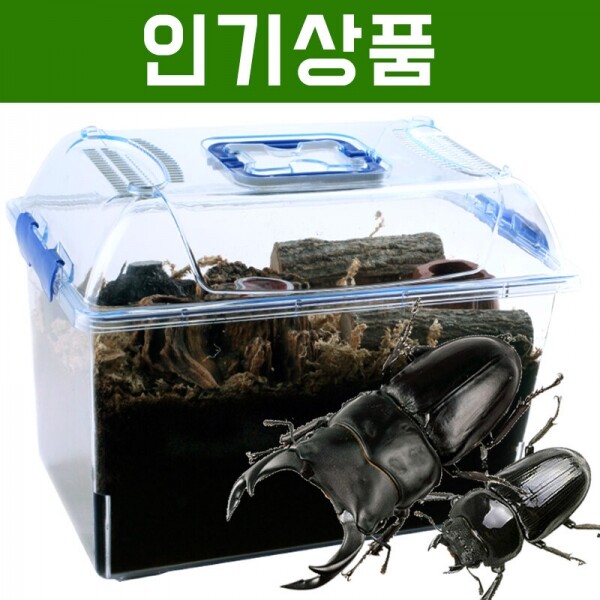 곤충아카데미,왕사슴벌레세트 (73~74mm+45~46mm)